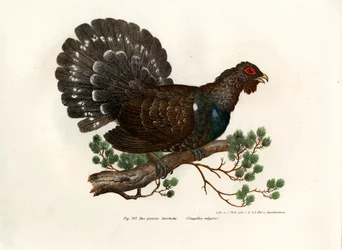 Auerhuhn, 1864